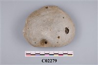 藏品(珊瑚化石)的圖片